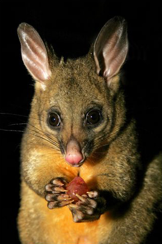 Brushtail possum